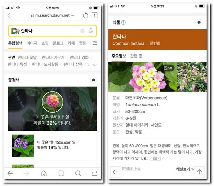 찾은 꽃 상세 설명 보기