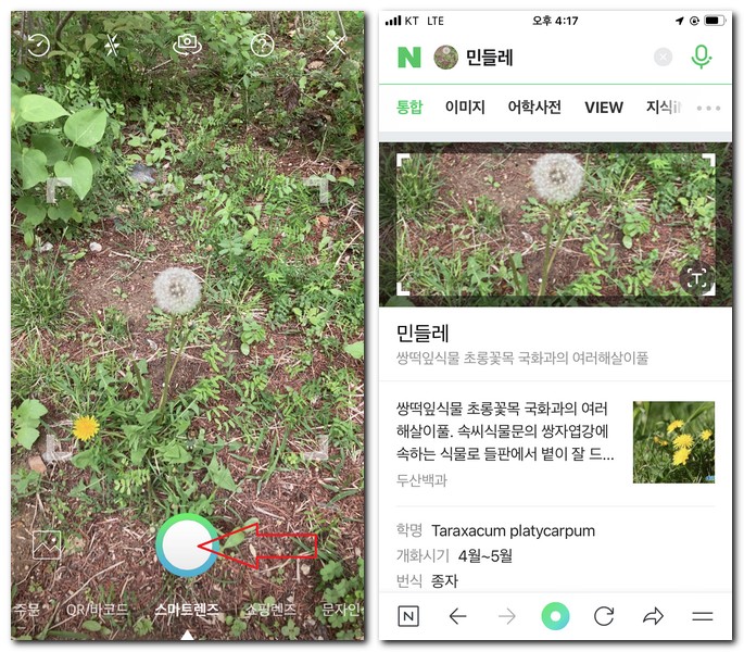 스마트렌즈로 꽃검색