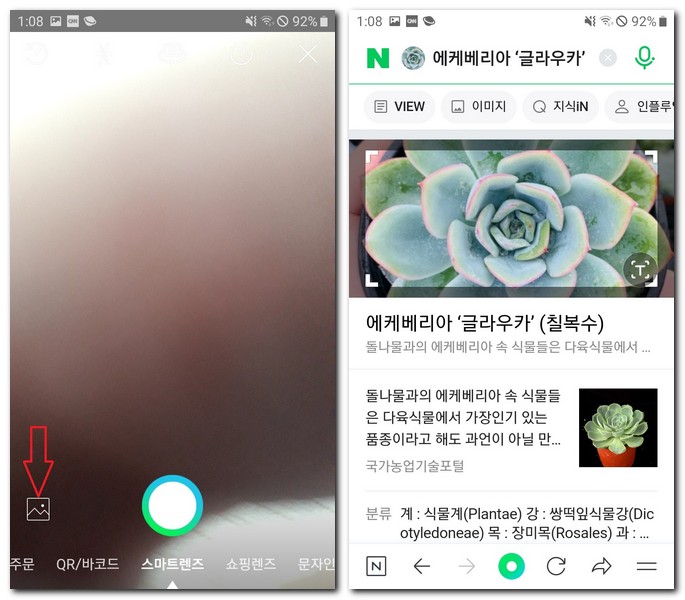 네이버 어플로 다육이 이름 찾기