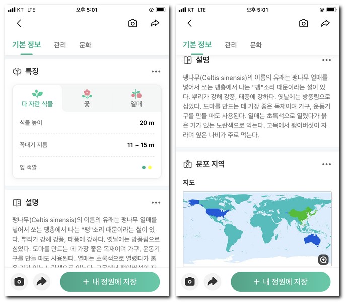 나무 특징과 설명