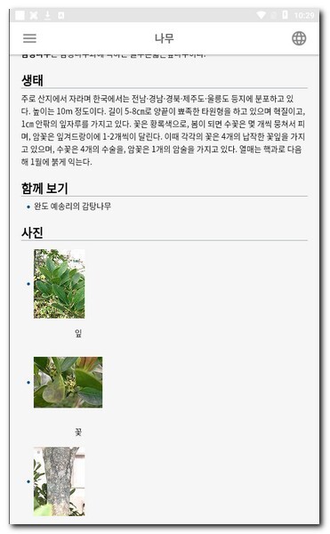 감탕나무 알아보기