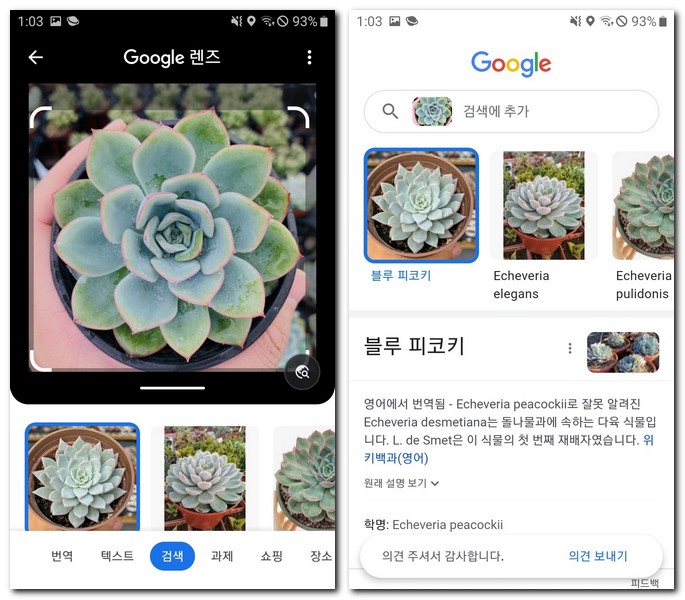 구글 앱으로 다육 식물 이름 찾기